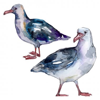 Vahşi yaşamda gökyüzü kuşu martı. Vahşi özgürlük, uçan kanatlı kuş. Suluboya arka plan illüstrasyon seti. Suluboya çizim moda aquarelle. Yalıtılmış martı illüstrasyon elemanı.
