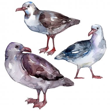 Vahşi yaşamda gökyüzü kuşu martı. Vahşi özgürlük, uçan kanatlı kuş. Suluboya arka plan illüstrasyon seti. Suluboya çizim moda aquarelle. Yalıtılmış martı illüstrasyon elemanı.