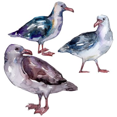 Vahşi yaşamda gökyüzü kuşu martı. Vahşi özgürlük, uçan kanatlı kuş. Suluboya arka plan illüstrasyon seti. Suluboya çizim moda aquarelle. Yalıtılmış martı illüstrasyon elemanı.