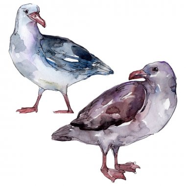 Vahşi yaşamda gökyüzü kuşu martı. Vahşi özgürlük, uçan kanatlı kuş. Suluboya arka plan illüstrasyon seti. Suluboya çizim moda aquarelle. Yalıtılmış martı illüstrasyon elemanı.