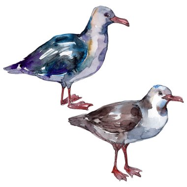 Vahşi yaşamda gökyüzü kuşu martı. Vahşi özgürlük, uçan kanatlı kuş. Suluboya arka plan illüstrasyon seti. Suluboya çizim moda aquarelle. Yalıtılmış martı illüstrasyon elemanı.