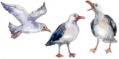 Vahşi yaşamda gökyüzü kuşu martı. Vahşi özgürlük, uçan kanatlı kuş. Suluboya arka plan illüstrasyon seti. Suluboya çizim moda aquarelle izole. Yalıtılmış martı illüstrasyon elemanı.
