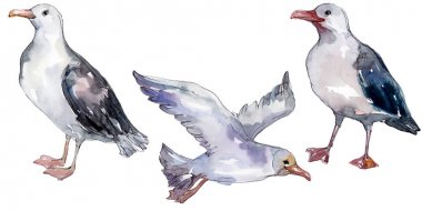 Vahşi yaşamda gökyüzü kuşu martı. Vahşi özgürlük, uçan kanatlı kuş. Suluboya arka plan illüstrasyon seti. Suluboya çizim moda aquarelle izole. Yalıtılmış martı illüstrasyon elemanı.