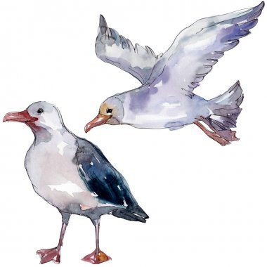 Vahşi yaşamda gökyüzü kuşu martı. Vahşi özgürlük, uçan kanatlı kuş. Suluboya arka plan illüstrasyon seti. Suluboya çizim moda aquarelle izole. Yalıtılmış martı illüstrasyon elemanı.