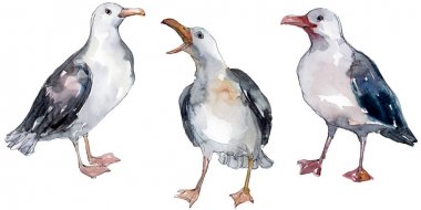Vahşi yaşamda gökyüzü kuşu martı. Vahşi özgürlük, uçan kanatlı kuş. Suluboya arka plan illüstrasyon seti. Suluboya çizim moda aquarelle izole. Yalıtılmış martı illüstrasyon elemanı.