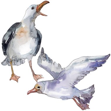 Vahşi yaşamda gökyüzü kuşu martı. Vahşi özgürlük, uçan kanatlı kuş. Suluboya arka plan illüstrasyon seti. Suluboya çizim moda aquarelle izole. Yalıtılmış martı illüstrasyon elemanı.