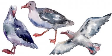 Vahşi yaşamda gökyüzü kuşu martı. Vahşi özgürlük, uçan kanatlı kuş. Suluboya arka plan illüstrasyon seti. Suluboya çizim moda aquarelle izole. Yalıtılmış martı illüstrasyon elemanı.
