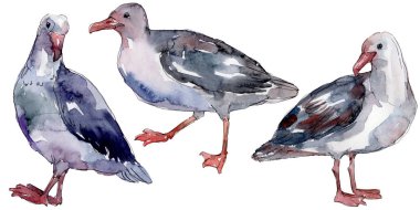 Vahşi yaşamda gökyüzü kuşu martı. Vahşi özgürlük, uçan kanatlı kuş. Suluboya arka plan illüstrasyon seti. Suluboya çizim moda aquarelle izole. Yalıtılmış martı illüstrasyon elemanı.
