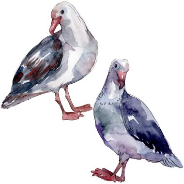 Vahşi yaşamda gökyüzü kuşu martı. Vahşi özgürlük, uçan kanatlı kuş. Suluboya arka plan illüstrasyon seti. Suluboya çizim moda aquarelle izole. Yalıtılmış martı illüstrasyon elemanı.