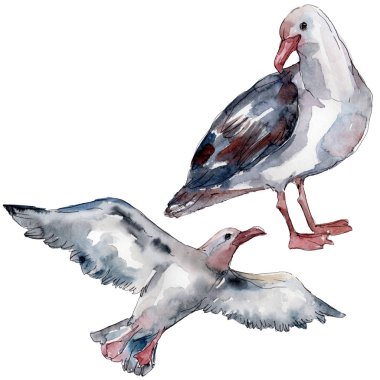Vahşi yaşamda gökyüzü kuşu martı. Vahşi özgürlük, uçan kanatlı kuş. Suluboya arka plan illüstrasyon seti. Suluboya çizim moda aquarelle izole. Yalıtılmış martı illüstrasyon elemanı.