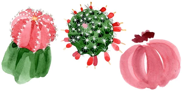 Red Green Cacti Isolated White Watercolor Illustration Set — Stock Photo, Image