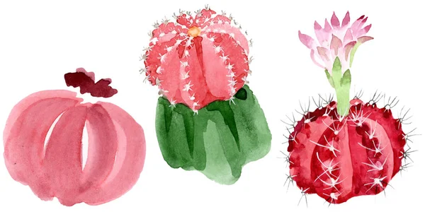 Red Green Cacti Isolated White Watercolor Illustration Set — Stock Photo, Image