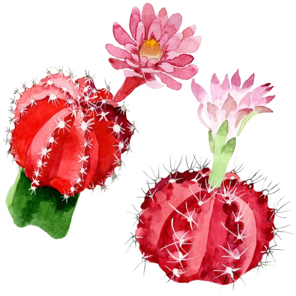 Cactus Rojos Verdes Aislados Conjunto Ilustración Acuarela Blanca — Foto de Stock