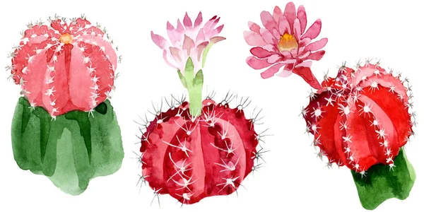 Cactus Rojos Verdes Aislados Conjunto Ilustración Acuarela Blanca —  Fotos de Stock