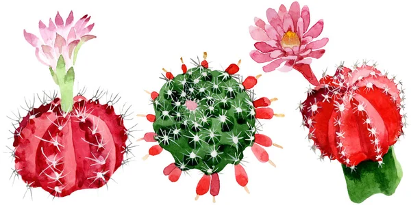 Red Green Cacti Isolated White Watercolor Illustration Set — Stock Photo, Image