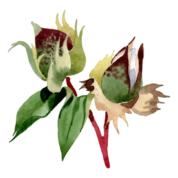 Βαμβακερό Λουλουδάτο Βοτανικό Λουλούδια Άγριο Άνθος Φύλλων Άγριας Άνοιξης Απομονωμένο — Φωτογραφία Αρχείου