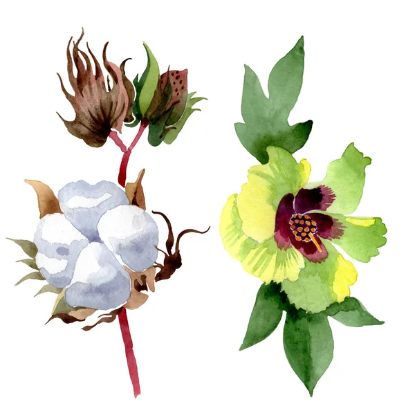 Квіткові Квіти Бавовни Дикий Весняний Лист Ізольований Набір Ілюстрацій Акварельного — стокове фото
