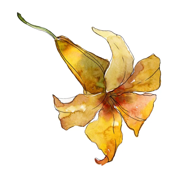 Exotic tropical hawaiian summer. Watercolor background illustration set. Isolated flowers illustration element.