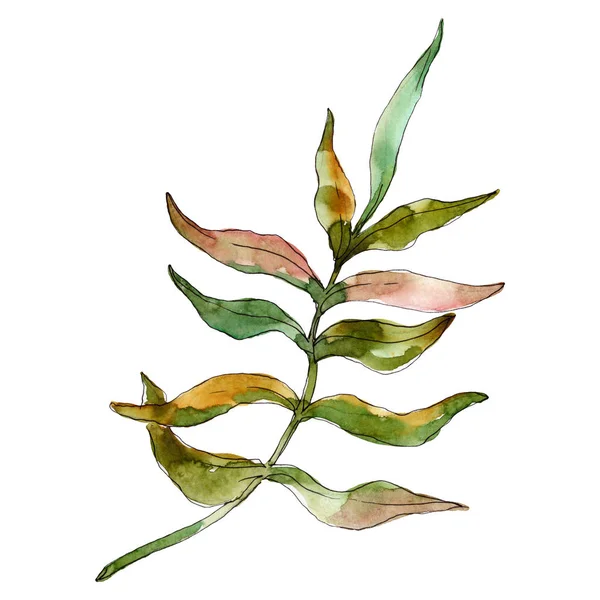 Exotic tropical hawaiian summer. Watercolor background illustration set. Isolated leaf illustration element.