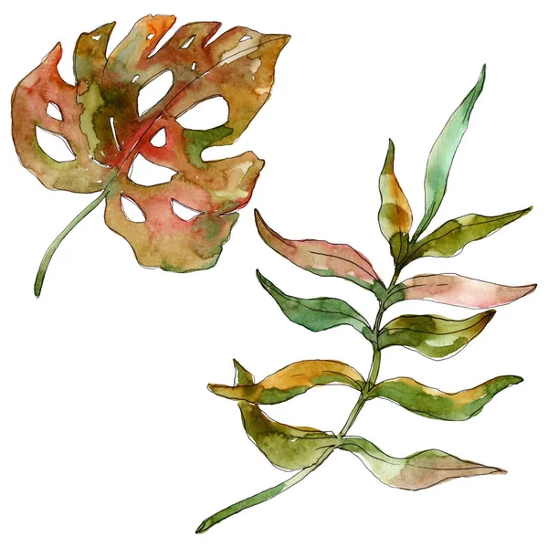 Exotic tropical hawaiian summer. Watercolor background illustration set. Isolated leaf illustration element.