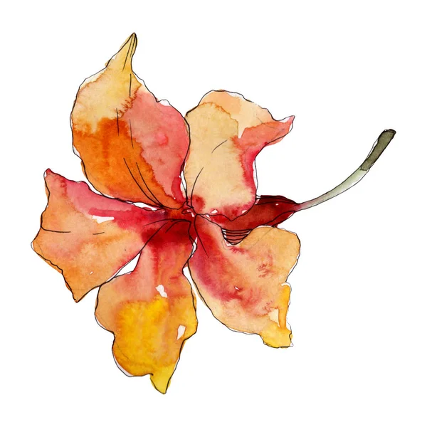 Exotic tropical hawaiian summer. Watercolor background illustration set. Isolated flowers illustration element.