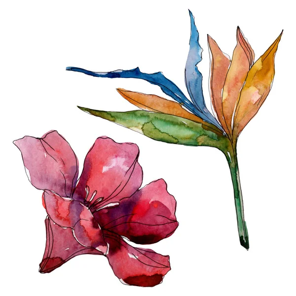 Été hawaïen tropical exotique. Ensemble d'illustration de fond aquarelle. Elément d'illustration de fleurs isolées . — Photo