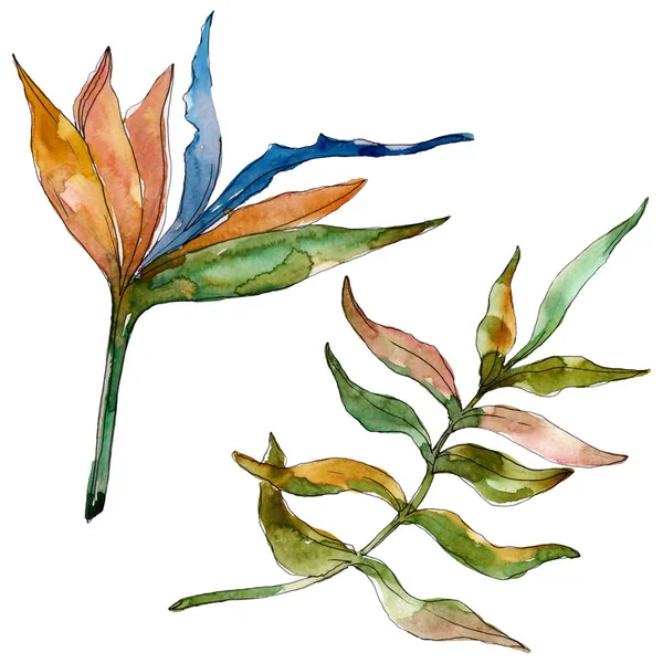 Été hawaïen tropical exotique. Ensemble d'illustration de fond aquarelle. Elément d'illustration de fleurs isolées . — Photo