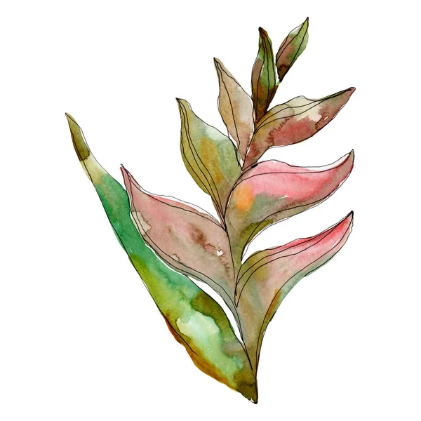 Exotic tropical hawaiian summer. Palm beach tree leaves jungle botanical. Watercolor background illustration set. Watercolour drawing fashion aquarelle isolated. Isolated leaves illustration element.