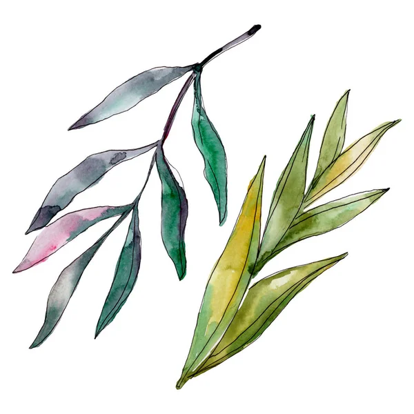 Exotic tropical hawaiian summer. Palm beach tree leaves jungle botanical. Watercolor background illustration set. Watercolour drawing fashion aquarelle isolated. Isolated leaves illustration element.