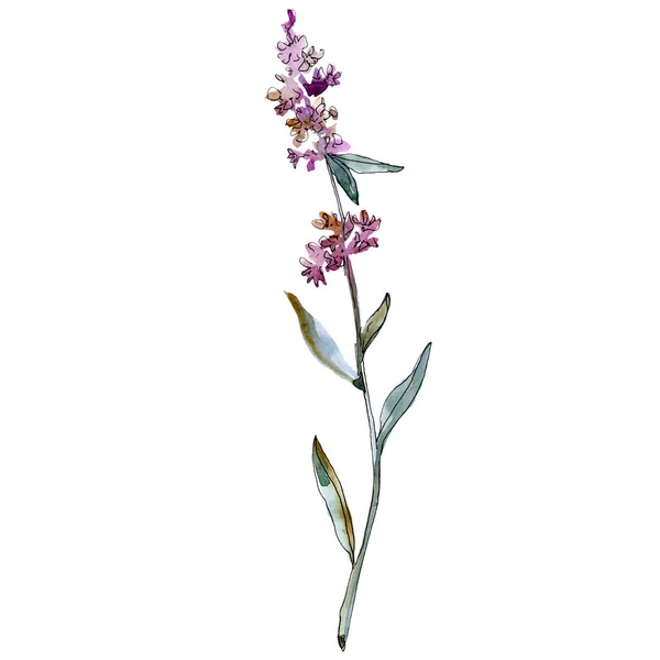 Lavender floral botanical flowers. Watercolor background illustration set. Isolated lavender illustration element.