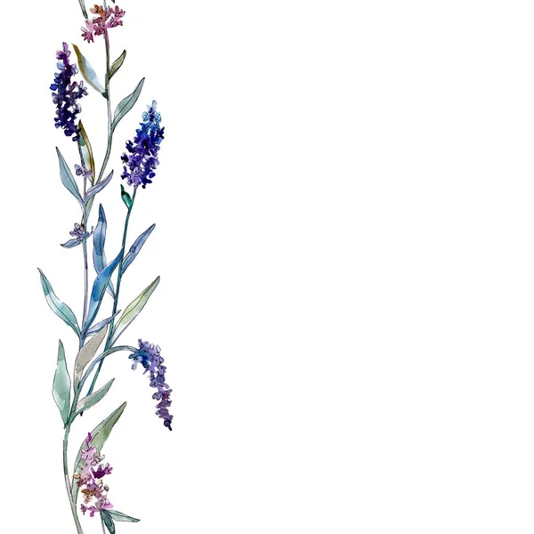 Lavanda flores botánicas florales. Conjunto de ilustración de fondo acuarela. Patrón de fondo sin costuras . — Foto de Stock