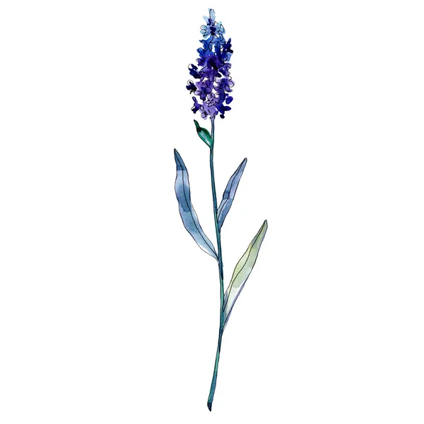 Lavender floral botanical flowers. Watercolor background illustration set. Isolated lavender illustration element.