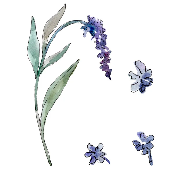 Lavender floral botanical flowers. Watercolor background illustration set. Isolated lavender illustration element.