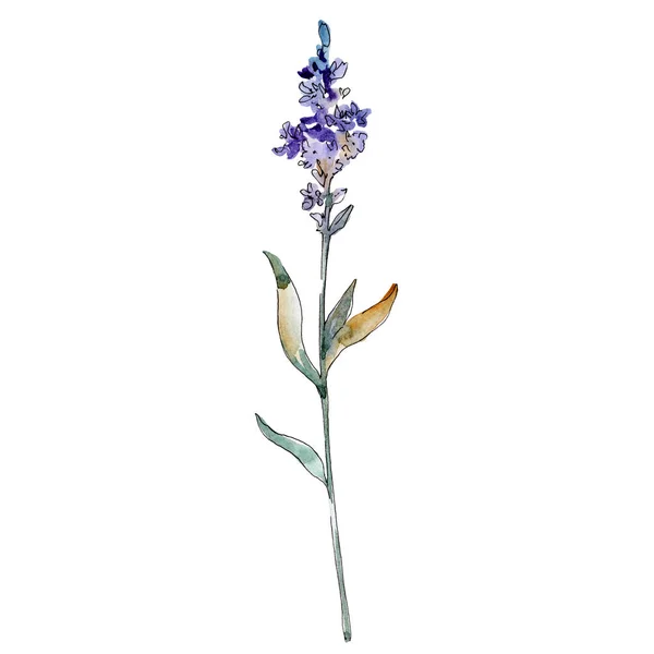 Lavender floral botanical flowers. Watercolor background illustration set. Isolated lavender illustration element.