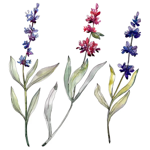 Levendula virágos botanikus virágok. Akvarell háttér illusztráció meg. Izolált levender illusztráció elem. — Stock Fotó
