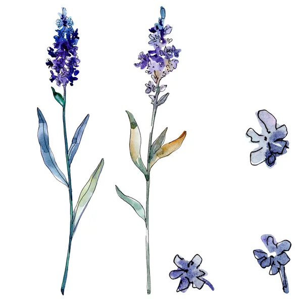 Lavendel blühende botanische Blumen. Aquarell Hintergrundillustration Set. isoliertes Lavendel-Illustrationselement. — Stockfoto