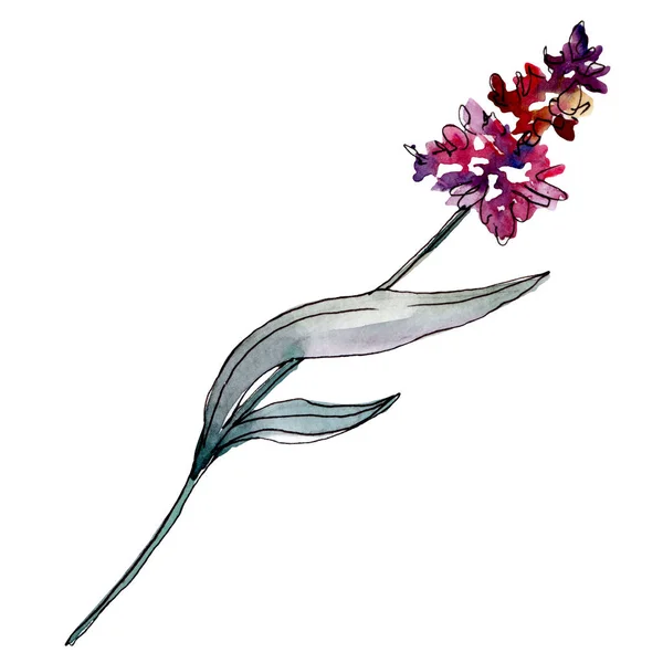 Lavendel bloemen botanische bloemen. Aquarel achtergrond illustratie instellen. Geïsoleerd levender-illustratie element. — Stockfoto