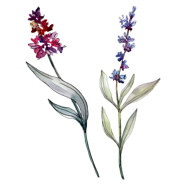 Lavendel bloemen botanische bloemen. Aquarel achtergrond illustratie instellen. Geïsoleerd levender-illustratie element. — Stockfoto