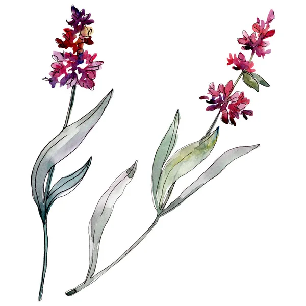 Lavendel bloemen botanische bloemen. Aquarel achtergrond illustratie instellen. Geïsoleerd levender-illustratie element. — Stockfoto