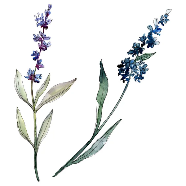 Lavender floral botanical flowers. Watercolor background illustration set. Isolated levender illustration element. — Stock Photo, Image