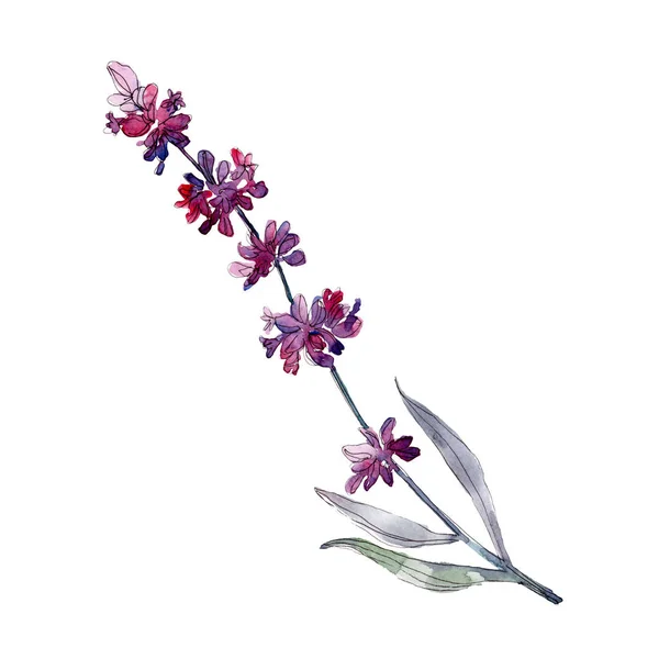 Lavender floral botanical flowers. Wild spring leaf wildflower isolated. Watercolor background illustration set. Watercolour drawing fashion aquarelle isolated. Isolated lavender illustration element.