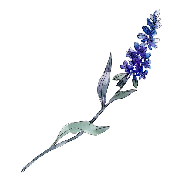Lavender floral botanical flowers. Wild spring leaf wildflower isolated. Watercolor background illustration set. Watercolour drawing fashion aquarelle isolated. Isolated lavender illustration element.
