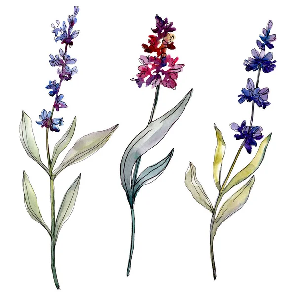 Lavendel blühende botanische Blumen. Aquarell Hintergrundillustration Set. Einzelnes Levender-Illustrationselement. — Stockfoto