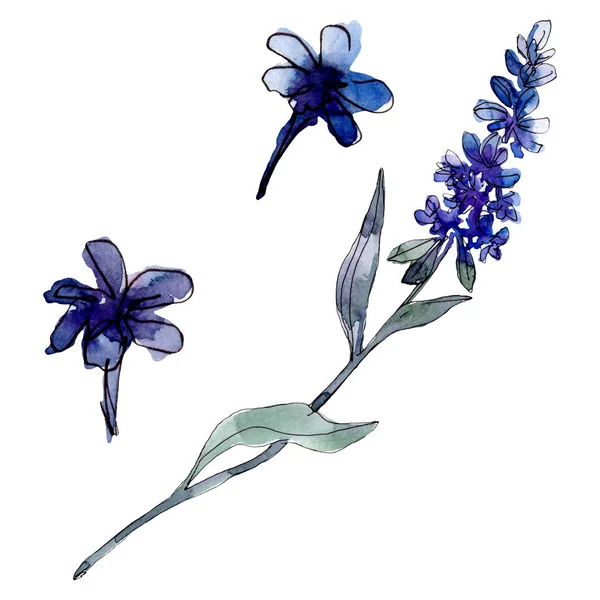 Lavender floral botanical flowers. Wild spring leaf wildflower isolated. Watercolor background illustration set. Watercolour drawing fashion aquarelle isolated. Isolated lavender illustration element.
