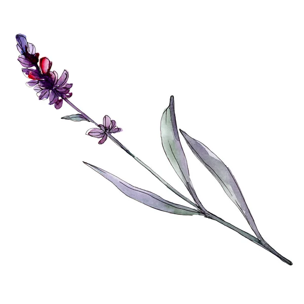 Lavendel Bloemen Botanische Bloemen Wilde Lente Blad Wildflower Geïsoleerd Aquarel — Stockfoto