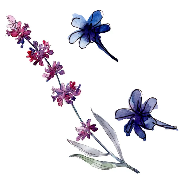 Lavender floral botanical flowers. Wild spring leaf wildflower isolated. Watercolor background illustration set. Watercolour drawing fashion aquarelle isolated. Isolated lavender illustration element.