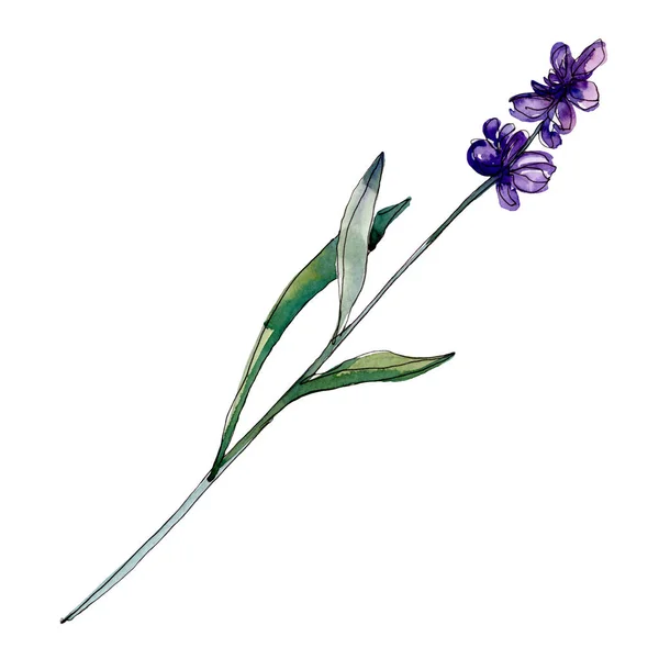 Lavender floral botanical flowers. Wild spring leaf wildflower isolated. Watercolor background illustration set. Watercolour drawing fashion aquarelle isolated. Isolated lavender illustration element.