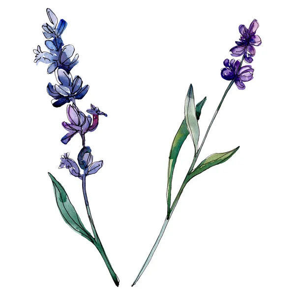 Lavender Floral Botanical Flowers Wild Spring Leaf Wildflower Isolated Watercolor — Stock Photo, Image