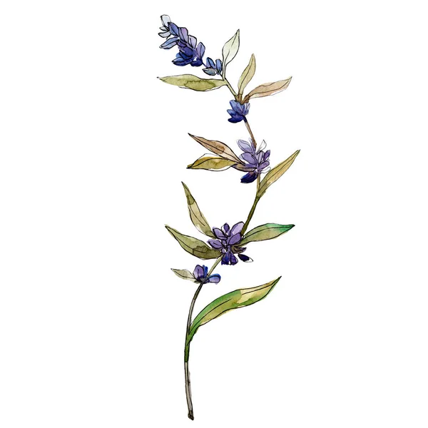 Paarse Lavendel Bloemen Botanische Bloemen Wilde Lente Blad Wildflower Geïsoleerd — Stockfoto