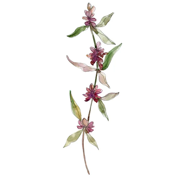 Purple lavender floral botanical flowers. Wild spring leaf wildflower isolated. Watercolor background illustration set. Watercolour drawing fashion aquarelle. Isolated lavender illustration element.